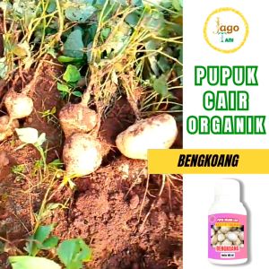 Pupuk Organik Cair Booster Penggemuk Dan Pembesar Bengkuang 100 ML By Jagotani Yogyakarta