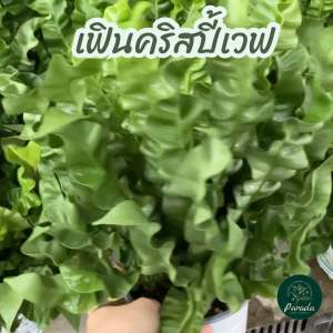 เฟินโอซาก้า /คริสปี้เวฟ ใบเป็นคลื่นสวย กระถางขนาด 5 นิ้ว ไม้ร่มรำไร เลี้ยงง่าย