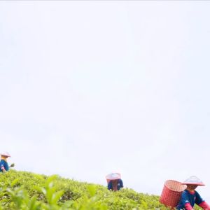 2Tang Kuning Nasional isi 10 pcs berat 40 gr