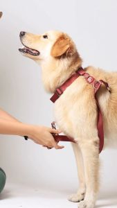 Pupper Weatherproof Dog Harness in Blue (Waterproof and Dustproof)