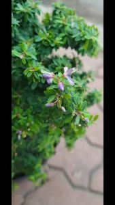 Cây linh sam gạo lá nhỏ hạt gạo mini để bàn siêu bông hoa tím cây phôi cho người chơi bonsai tự uốn cây Minh Hân Garden