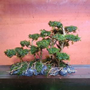 hiasan aquarium hardscape jungle tema natural aquascape