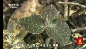 Jin Xian Lian Organic Health Tea Powder 儒兰有机金线莲粉末 - 1.5g/pack