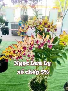 LAN DENRO NGỌC LƯU LY XỔ CHỚP 5% CÂY TRƯỞNG THÀNH CHẬU PHI 12