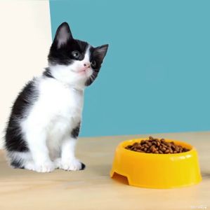 Tempat Makan Kucing Mangkok Single Bowl / Tempat Makan Minum Hewan Kucing Anjing Anti Semut