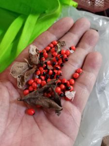 Benih biji pohon saga 15 benih tanaman daun saga