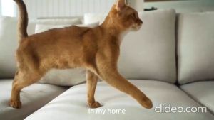 [CATLINK] Scooper Luxury Pro-X Luxury Version | AI Self Cleaning Litter Box WIFI App Monitoring Multiple Cats Product Image Section   icon video play     icon arrow left boldicon arrow right bold Share:   Favorite (1) Product Information Section [CATLINK]