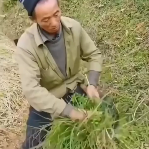 Thuốc diệt cây lớn gỗ lớn gói to 500g diệt được các loại cây to lớn tre già cỏ dại