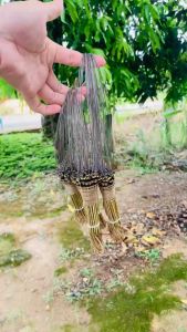 Giò bẫy gà rừng chân đồng khoan lỗ cải tiến khuyên đúc giá cực rẻ