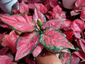 Aglonema red anjamani