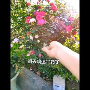 小白药 小粉药  Succulent Insecticide Powder 250g 肉大叔 小白药3%呋虫胺本店批零多肉花卉小黑飞介壳虫内吸杀虫颗粒剂 Racun Serangga Racun Pokok Pesticide