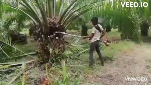 อุปกรณ์เก็บเกี่ยวปาล์มน้ำมัน เครื่องตัดปาล์มน้ำมัน ความยาวรวมคนได้ 4.80 เมตร มีหัวเปลี่ยนทั้งเสียม เคียว ใบเลื่อย มีอนุสิทธิบัตร