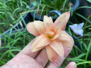 ธ.หัวดอกบัวดิน กรุงเก่า หัวละ 50 บาท