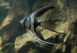 Half Black Angelfish /Ornamental fish/Freshwater/Readystock