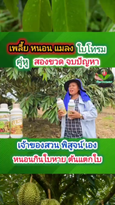 แมกม่า ลาวา แมกม่าช่วยเสริมยาฆ่าแมลง ให้ซึมเข้าใบ ลดปัญหาเพลี้ยแมลงไม่ต้องพ่นยาบ่อย ประหยัดยา ลาวา ช่วยกระตุ้นการแตกยอดใหม่ สะสมอาหาร ใบสวย ติดดอกดี บำรุงใบ บำรุงดอก ขั้วเหนียว ผลสมบูรณ์