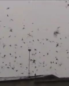 suara panggil suara tarik suara inap suara sedot suara ceklok burung walet / birdsnest