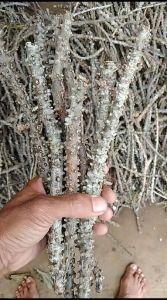 Tanaman Herbal Stek Batang Brotowali/Stek batang Antawali/Bibit Brotowali/Fresh Cutting Brotowali 3