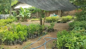 BIBIT KUCAI (buat masak) beli 5 gratis 1