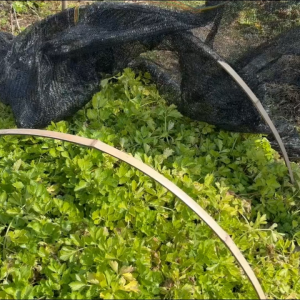 Oright Black Sunshade Nets with Diverse Shading Rates Can Block Sunlight and Are Not Easy To Tear. Flower Cultivation Sunshade Nets