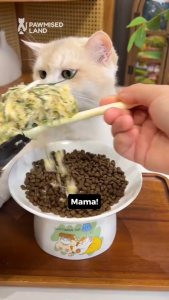 PawmisedLand Catty Flossy | Chicken Catgrass | Functional Freeze-Dried Kibbles Topper | Cat Treats