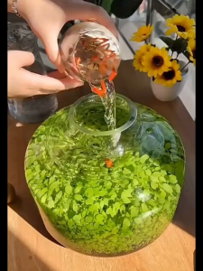 D.O. เมล็ดพันธ์ุไม้น้ำ ดี.โอ. อ๊อกซิเจนปลา ปลูกในตู้ปลา อ่างบัว บ่อน้ำพุ บ่อปลา ต้นไม้โตไว สวยงาม มี 7 ชนิด 10กรัม/ซอง