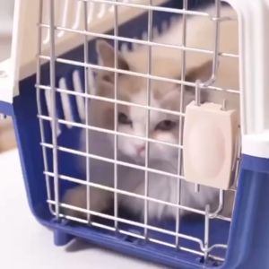 Pet Carrier Cat Carrier Sangkar Kucing Dog Carrier Pet Travel Box Dog Cage Carrier Kucing Cat Cage 宠物航空箱 猫狗空运箱 猫笼
