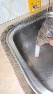 (Free Ubat Kutu) Petclear Cat Shower Gel General Purpose 300ml for cats dog Sabun Syampu Kucing Cat Dog Pet mite shower