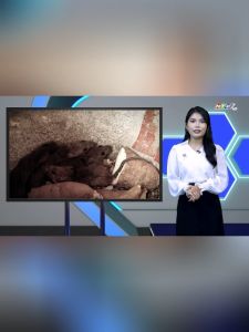 [Combo] Sáp Đuổi Chuột OBS Tinh Dầu Tự Nhiên An Toàn Cho Mọi Gia Đình 100g