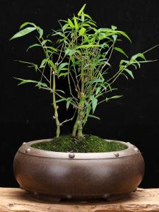 Classical Purple Clay Flower Pot round Shape Bamboo Special for Golden Egg Plant And Succulent Desktop Garden Decoration