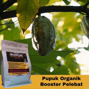 Pupuk Kakao Cepat Berbuah Lebat Booster Pelebat Buah Kakao Pupuk Organik Kakao Lebat