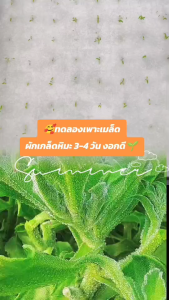 500 เมล็ด ไอซ์แพลนท์ เมล็ดไอซ์แพลนท์ เมล็ดผักเกล็ดหิมะ ผักเกล็ดหิมะ