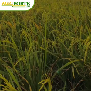 AgriForte 2 in 1 Insecticide Fungicide 1L Pest & Disease Control for Agriculture