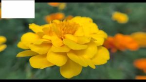 Bộ Lens Góc Rộng - Macro Cho Điện Thoại Siêu Nét 3in1