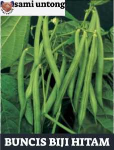 BENIH BUNCIS BIJI HITAM super unggul siap tanam