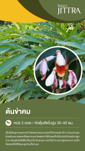 จิตตรา ต้นข่าคม ขิงไข่มุก ส่งเป็นหน่อ 3 ก้าน ห่อตุ้มตัดใบสูง 30-40 ซม. ไม้มงคลหายาก ปลูกง่าย ดอกสวย พร้อมส่ง ต้นพันธุ์ ไม้ดอก ไม้ประดับ