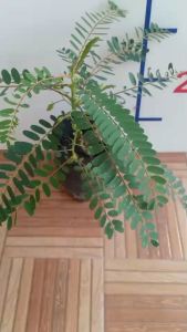 ต้นดอกแคสีชมพู (ต้นเตี้ย) แบบ ต้นแคที่มี ดอกแคชมพู ต้นแคสีชมพู ต้นแคแดง ต้นดอกแค แคบ้านดอกชมพู และ แคแกง ดอกแค