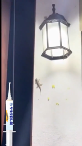 monqiqi ใช้ครั้งเดียวป้องกันได้นาน 10 ปี ครีมกำจัดและไล่จิ้งจก ตุ๊กแก สูตรใหม่ 10g ดึงดูดเร็ว ตายยกรัง เหมาะสำหรับบ้านและร้านค้า