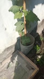 Bibit Anggur Bogema Import Asli Grafting