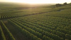 Perrier-Jouet Belle Epoque Rose Champagne 750ml