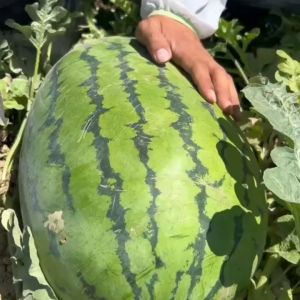 30เมล็ดเมล็ดพันธุ์แตงโมยักษ์ เนื้อสีแดง แตงโมยักษ์ เมล็ดพันธุ์ผลไม้เมล็ดผลไม้ ปลูกได้ตลอดปี เมล็ดพันธุ์แตงโมโอเมก้า