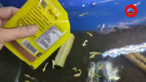 5 GÓI - Thức ăn cho cá cảnh 7 Màu  Betta mẫu 2 dinh dưỡng cho cá cảnh