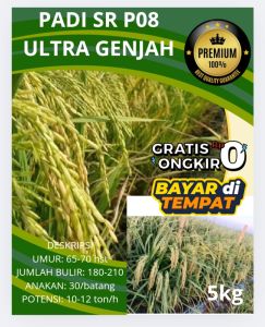 Benih Padi SR P08 Ultra Genjah 5kg 70 Hst Panen