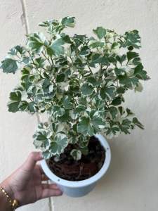 ต้นเล็บครุฑด่าง" ใบคล้ายใบผักชี มีด่างสีขาวที่ขอบใบ เป็นไม้ฟอร์มกอที่ยิ่งโตยิ่งสวย สามารถปลูกและทำเป็นไม้บอนไซ (ไม้แคระ)