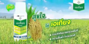 เอเทียจ ยกลัง ขนาด (500 ml.x12 ) นาติโว สูตรน้ำ (1 ขวด ฉีดได้ 8 ไร่) สารป้องกันและกำจัดเชื้อรา เมล็ดด่าง ใบไหม้แผลใหญ่ ใบจุดสีม่วง โรคแอนแทรคโนส