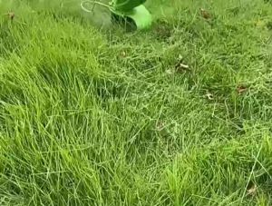 เนื้อหา: ใบมีดตัดหญ้า ใบมีดเหล็ก ฐานใบมีดเครื่องตัดหญ้าไฟฟ้า ปะเก็น+สกรู เซ็นติเครื่องตัดหญ้า ราคาที่สูง คุณภาพสูง