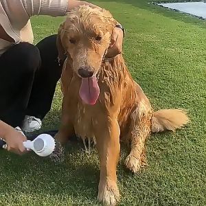 SP94 หัวฝักบัวสำหรับสัตว์เลี้ยง ปุ่มสำหรับเปิด/ปิดน้ำ สะดวกสบายยิ่งขึ้น อาบน้ำน้องหมาและน้องแมว