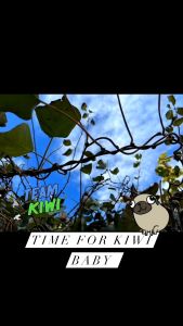 ( 20 Butir ) Benih Kiwi Hijau Berkebun Dirumah Bibit Hemat Siap Tanam