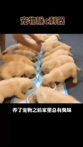 DORRIKEY CHAI XỊT KHỬ MÙI CHÓ MÈO THÚ CƯNG 500ML