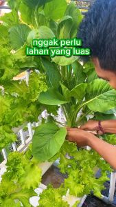 INFARM - Benih Super Sawi Caisim Benih sayur Sawi Biji Sawi Benih Bibit Biji Sayur sawi Benih Tanaman Sawi F1