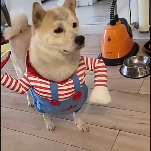 คอสเพลย์เสื้อผ้าสัตว์เลี้ยง เสื้อผ้าสุนัขและแมวตลก + ผมปลอมคาวบอยฮาโลวีนปาร์ตี้ [S-XL]